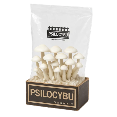 Growkit de Psilocybu con hongos Villa de Leyva