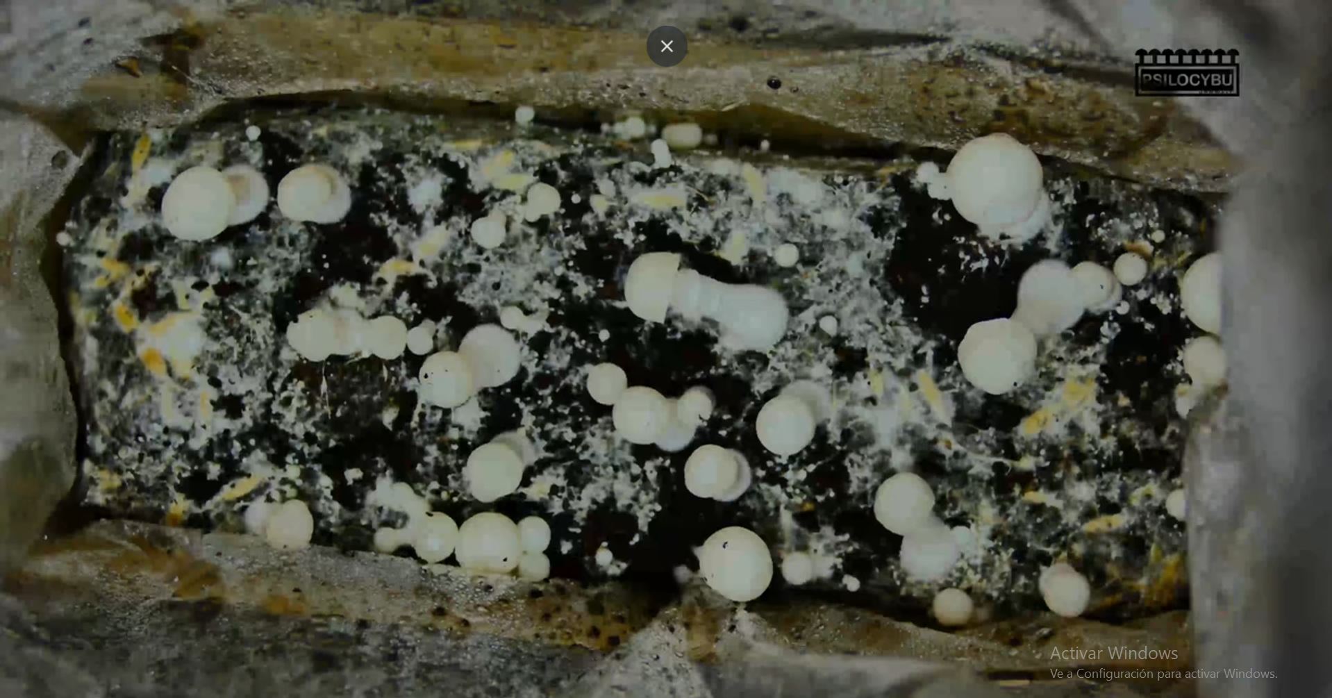 Miniatura del video: Cosecha y Secado Correcto